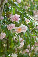 Rosa 'Tausendschon' Thousand Beauties - Rambler Rose