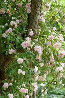Rosa 'Tausendschon' Thousand Beauties - Rambler Rose - up a tree trunk