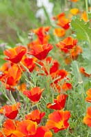 Eschscholzia californica 'Red Chief' - Californian Poppy