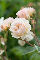 Rosa 'Penelope' - Hybrid Musk Rose