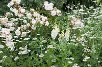 White-themed bed, plants include: Rosa 'Penelope', Orlaya grandiflora, Eryngium giganteum, Digitalis purpurea 'Alba' and Nigella damascena 'Alba'