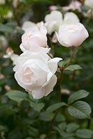 Rosa 'Desdemona' - English Shrub Rose