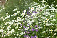 A planting combination: Orlaya grandiflora, Leucanthemum - Ox-eye Daisy - and Campanula patula