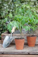 Young Tomato plants 'Roma VF' in terracotta pots, ready to plant outside