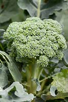 Brassica 'Green Calabrese' - Broccoli - head