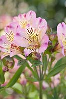 Alstroemeria 'Garden Jewel Pink'