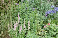 Mixed border with flowering Verbascum phoeniceum 'Rosetta', Agapanthus, Buddleia davidii, Dahlia and ornamental grass. 