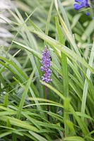 Liriope muscari 'Royal Purple' - Lily Turf.