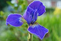 Iris sibirica 'Silver Edge' - Siberian Iris 