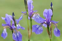Iris sibirica 'Flight Of Butterflies' - Siberian iris 'Flight of Butterflies'
