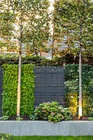 Pleached Carpinus betulus - Hornbeam, slatted grey fencing with artificial plants in blocks and raised bed, trunk illuminated with uplighters