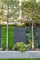 Pleached Carpinus betulus - Hornbeam, slatted grey fencing with artificial plants in blocks and a raised bed