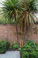 Mature Cordyline against a brick wall, plants illuminated with uplighters 