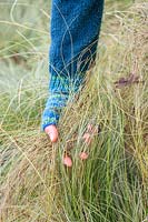 Woman pulling dead leaves from ornamental grass - Carex comans 'Frosted Curls'