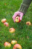 Woman picking up fallen apples of the lawn