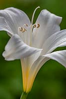 Amaryllis belladonna 'Hathor' - Lily