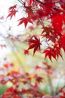 Acer palmatum 'Bloodgood' - Japanese Maple 'Bloodgood' tree foliage in the autumn mist