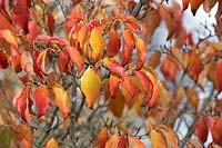 Cornus kousa 'Trinity star' - Trinity Star Chinese Dogwood tree foliage in autumn