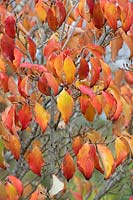 Cornus kousa 'Trinity star' - Trinity Star Chinese Dogwood tree foliage in autumn