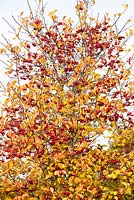 Crataegus persimilis 'Prunifolia Splendens' - Cockspur Thorn berries and foliage in autumn

