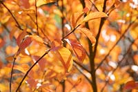 Lagerstroemia 'Hopi' - Crape myrtle 'Hopi' foliage in autumn