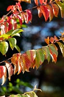 Lagerstroemia indica 'Sarah's Favorite' - Crape myrtle 'Sarah's Favorite' foliage in autumn