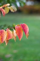 Lagerstroemia indica 'Sarah's favorite' - Crape myrtle 'Sarah's favorite' foliage in autumn