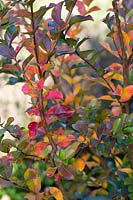 Lagerstroemia indica 'Tuscarora' - Crape myrtle 'Tuscarora' foliage in autumn. 