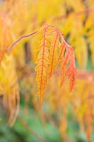 Rhus typhina 'Tiger eyes'  - Sumach 'Tiger eyes' foliage in autumn