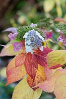 Hydrangea serrata 'Rosalba' - Spent Hydrangea 'Rosalba' in autumn