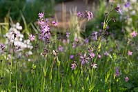 Lychnis flos-cuculi - Ragged robin in The Dew Pond Show Garden, designed by Christian Dowle at Malvern Show, 2018.
