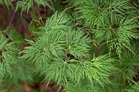 Acer palmatum 'Emerald Ice' - Japanese maple 'Emerald Ice'