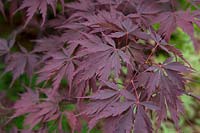 Acer palmatum 'Black Lace' - Japanese maple 'Black Lace'