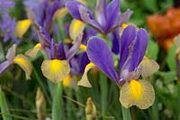 Iris x hollandica 'Gypsy Beauty'
