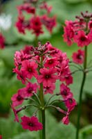 Primula japonica 'Miller's Crimson' - Japanese primrose 'Miller's Crimson'