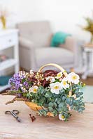 Foliage and flowers in wooden trug on table inside - Aster 'Little Carlow', Eucalyptus, Anemone 'Honorine Jobert', Salvia seedheads and Persicaria 'Red Dragon'.