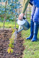 Woman using a watering can to water a row of newly-planted Prunus lusitanica grown from cuttings. 