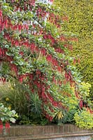 Ribes speciosum - fuchsia-flowered gooseberry