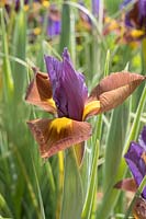 Iris hybrid - Dutch