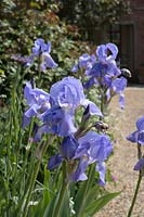 Iris germanica 'Jane Phillips'