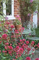 Centranthus ruber - Red Valerian and wrought iron garden table and chairs