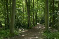 Beech woodland - Burlingham Norfolk
