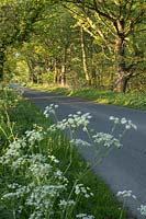 Country lane with Cow Parsley and Oak Trees