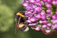 Bumble Bee foraging on Allium flowers