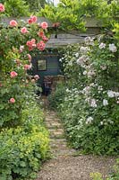 Rosa 'Galway Bay' lining path to summer house