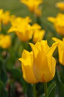 Lily- flowered Tulipa 'Flashback'