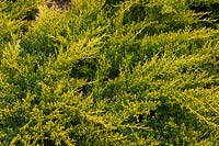Juniperus x pfitzeriana 'Goldkissen' - Juniper 