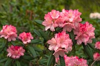 Rhododendron yakushimanum 'Loreley'