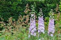 Delphiniums and macleaya in herbaceous border