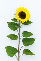 Sunflower - Cut 'Soham Sunrise' F1